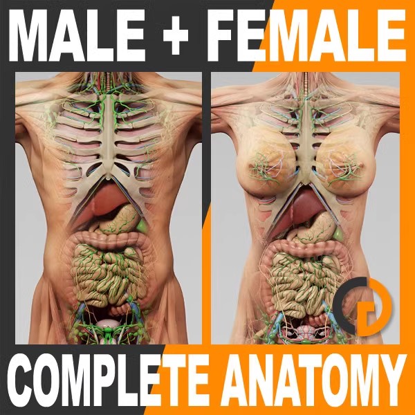 Complete Human Anatomy Primal 3D Interactive Series 三维人体结构完整解剖模型文件060216