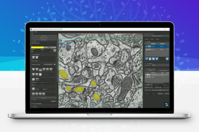 Dragonfly 2025.1 多模态图像数据多维显示转换测量工具三维图像专业处理软件